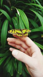 Close-up of butterfly on hand