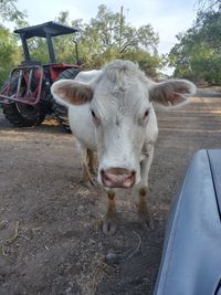 Cow standing in a car