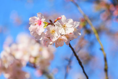 Close-up of cherry blossom