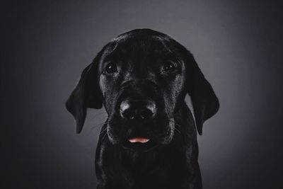 Close-up portrait of dog against gray background