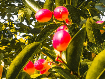 Close-up of red berries growing on tree