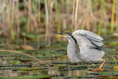 High angle view of gray heron perching on lake