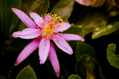 Close-up of pink flower