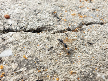 Close-up of ant on rock