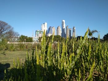 Plants growing on field against clear sky