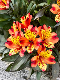 Close-up of day lily blooming outdoors