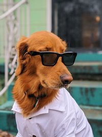 Close-up of a dog looking away