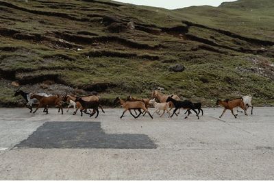 Horses walking on road