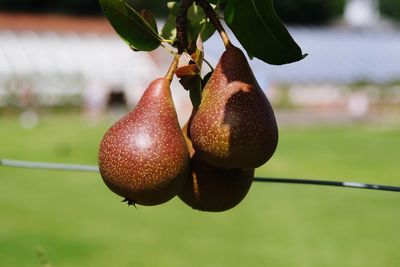 Close-up of strawberry hanging on plant