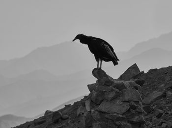 Bird perching on rock