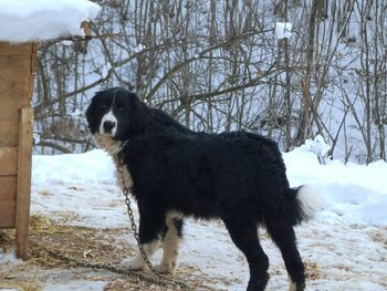 Dog standing on snow covered land