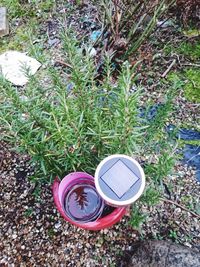 Plants on grassy field