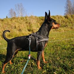Dog standing on field