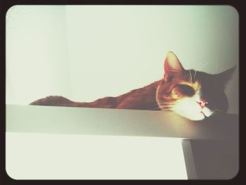 Cat looking away