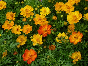 High angle view of yellow flowering plants