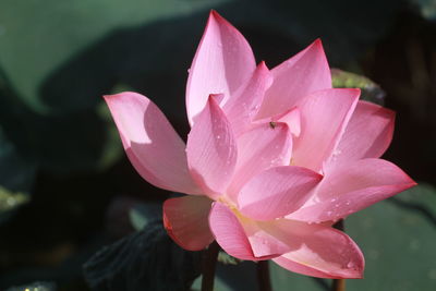 Close-up of pink lotus  in pond