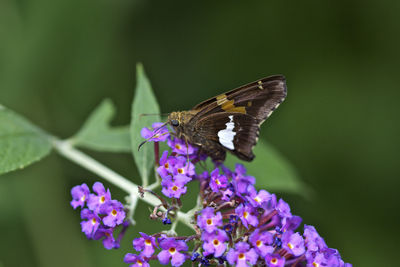 Close-up of butterfly perching on flower