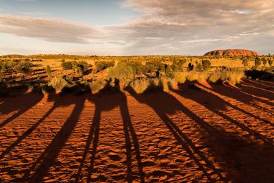 Shadows of camel on arid landscape against sky during sunset