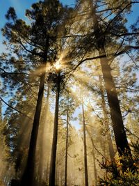 Low angle view of trees in forest