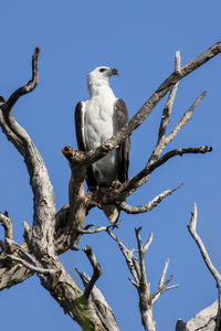 Low angle view of white-bellied sea eagle perching on tree