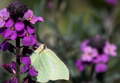 Close-up of butterfly pollinating on pink flower