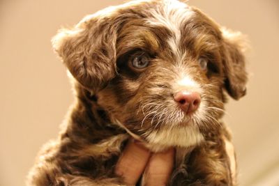 Portrait of cute puppy