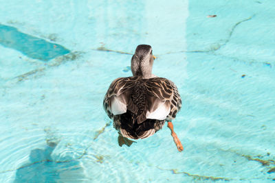 Close-up of duck swimming in water