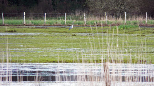 View of birds on grassy field by lake