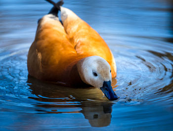 Close-up of duck swimming in lake