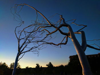 Low angle view of bare tree against clear blue sky