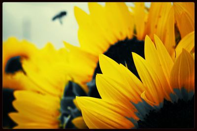 Close-up of yellow flower