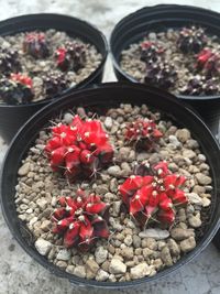 High angle view of strawberries in container