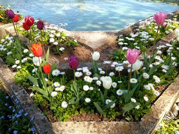 High angle view of pink flowering plants