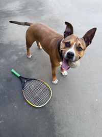 Dog holding a tennis ball