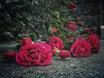 Close-up of pink roses blooming outdoors