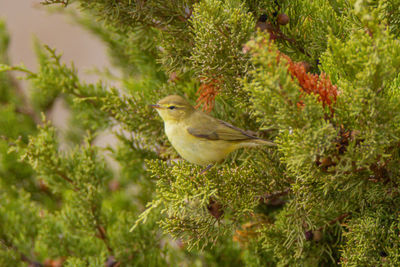 Bird perching on a tree