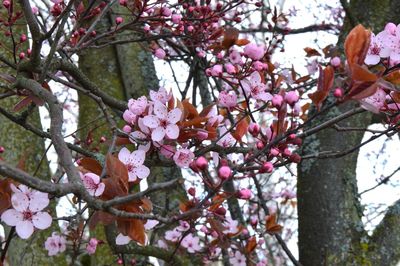 Low angle view of pink flowers on tree