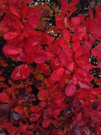 Full frame shot of red flowers