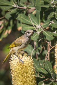 Close-up of bird perching on plant
