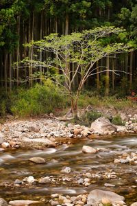 Scenic view of stream in forest