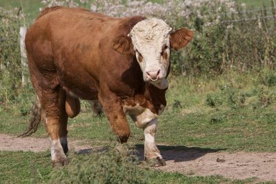 Cow standing in a field