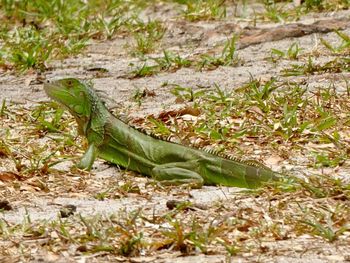 Lizard on ground