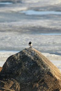 Bird perching on railing