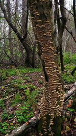 Trees in forest