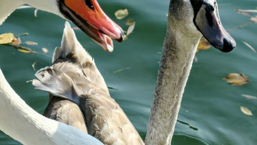 Close-up of swans swimming on lake