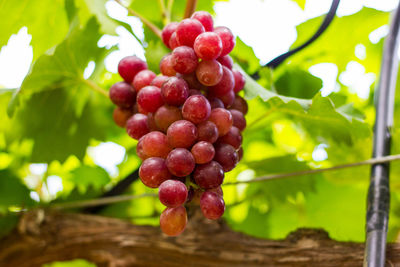 Close-up of grapes growing on plant