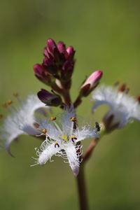 Close-up of purple flowering plant