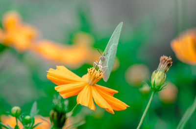 Close-up of butterfly pollinating on orange flower