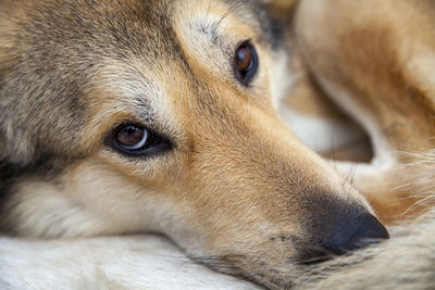 Close-up portrait of dog