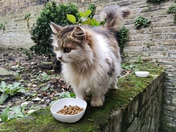 View of a cat against wall